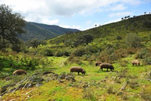 Cerdos ibéricos pastando en la dehesa.